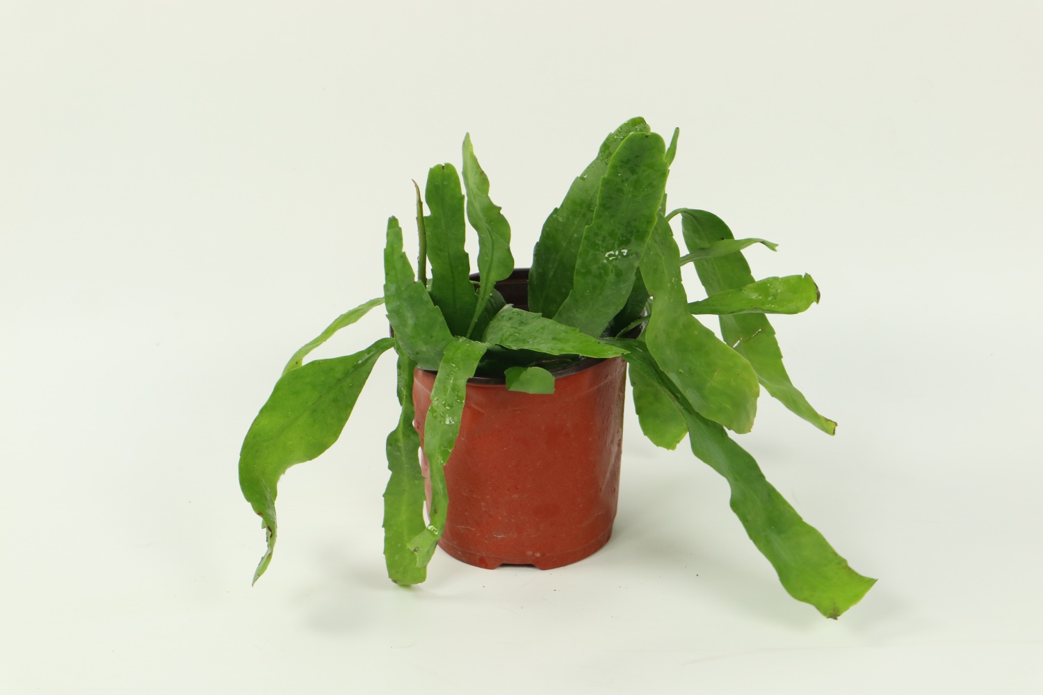 Epiphyllum