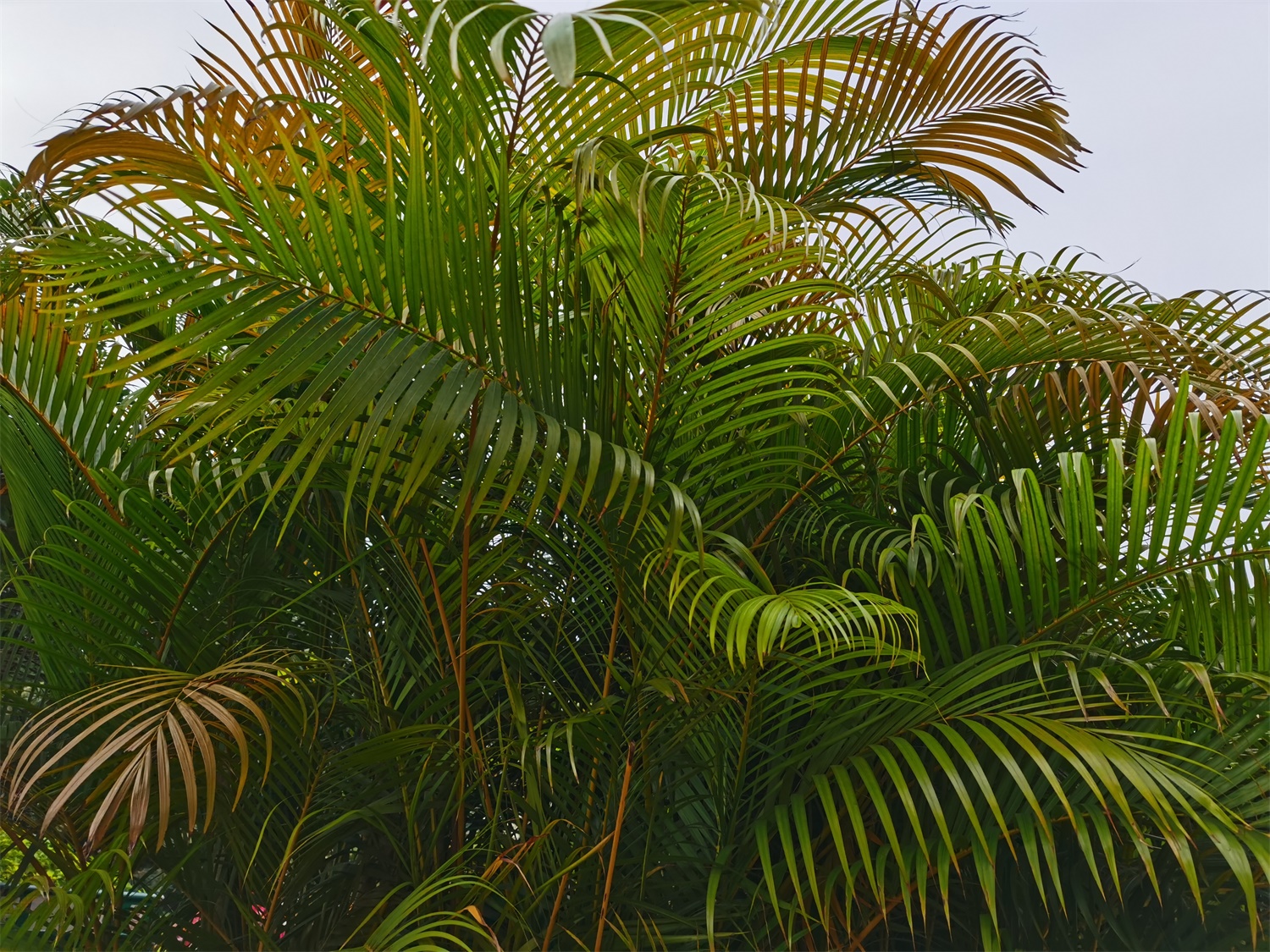 Chrysalidocarpus lutescens