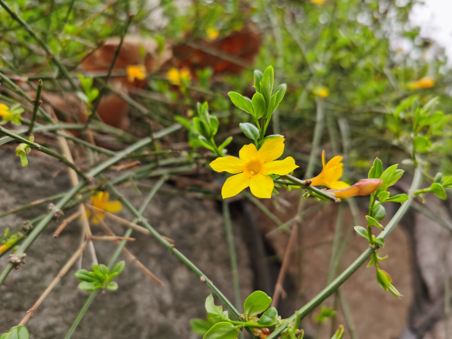 winter jasmine