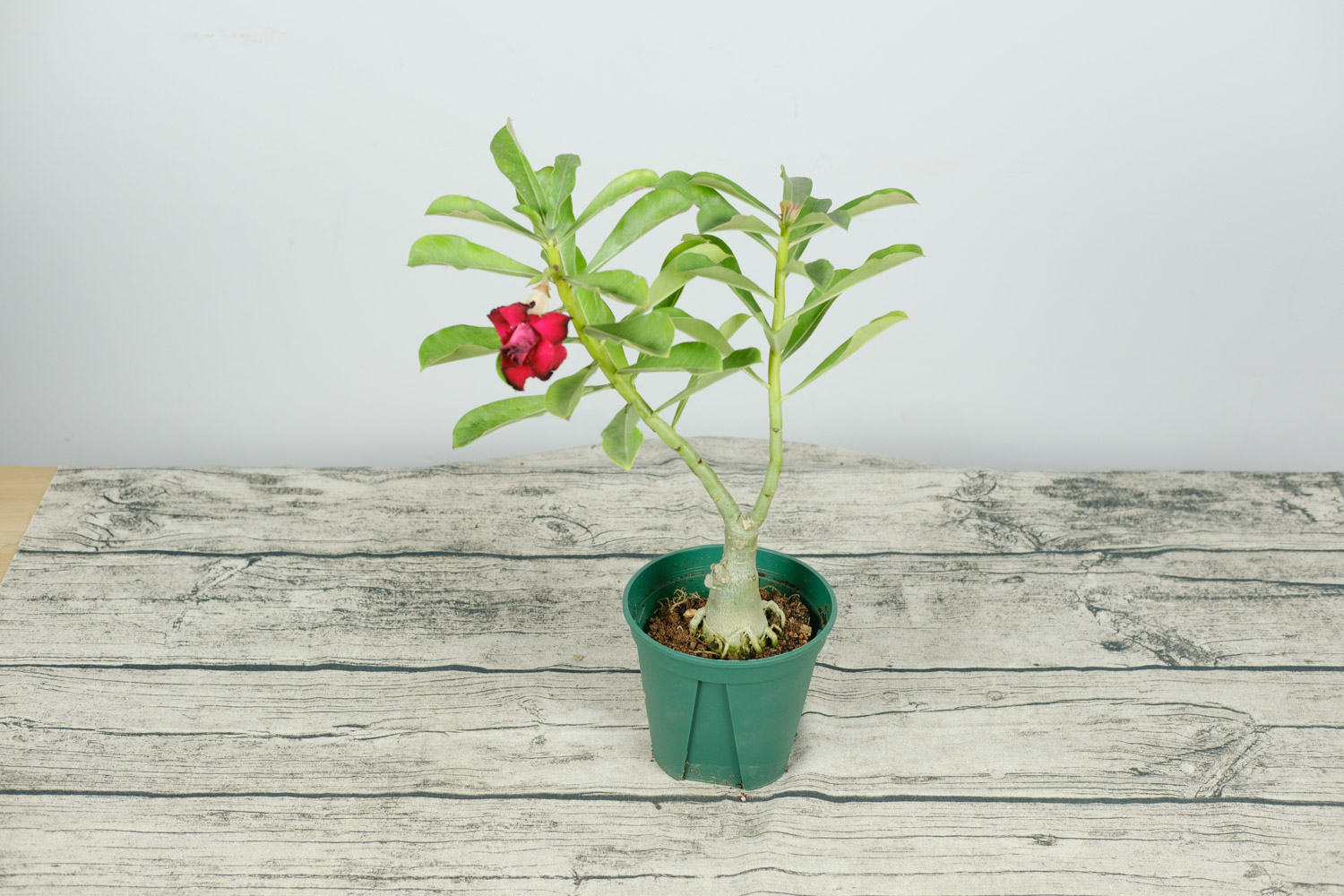 Adenium obesum