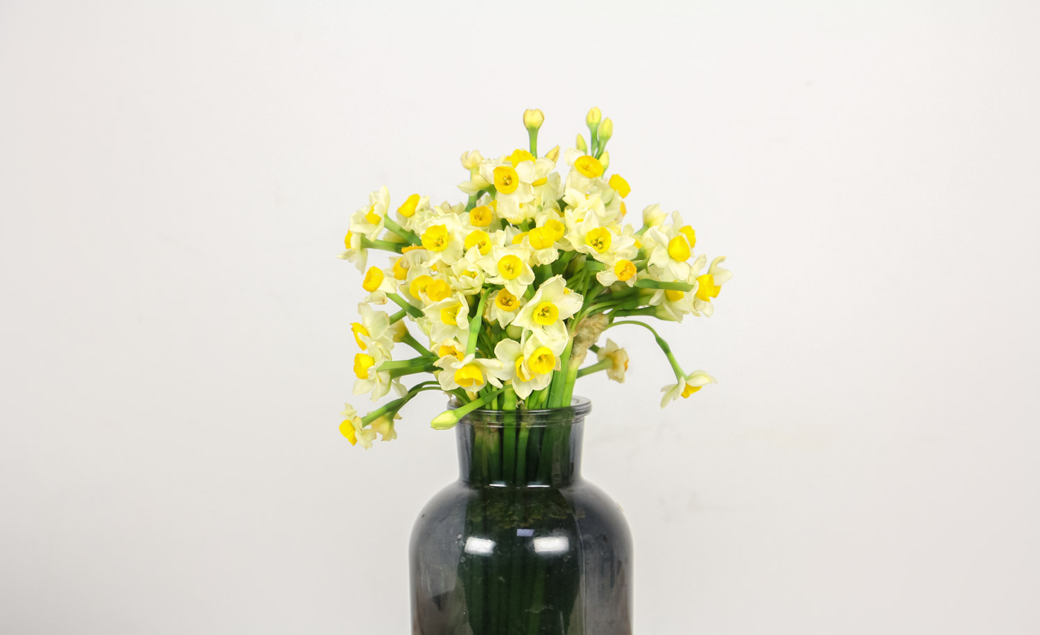narcissus