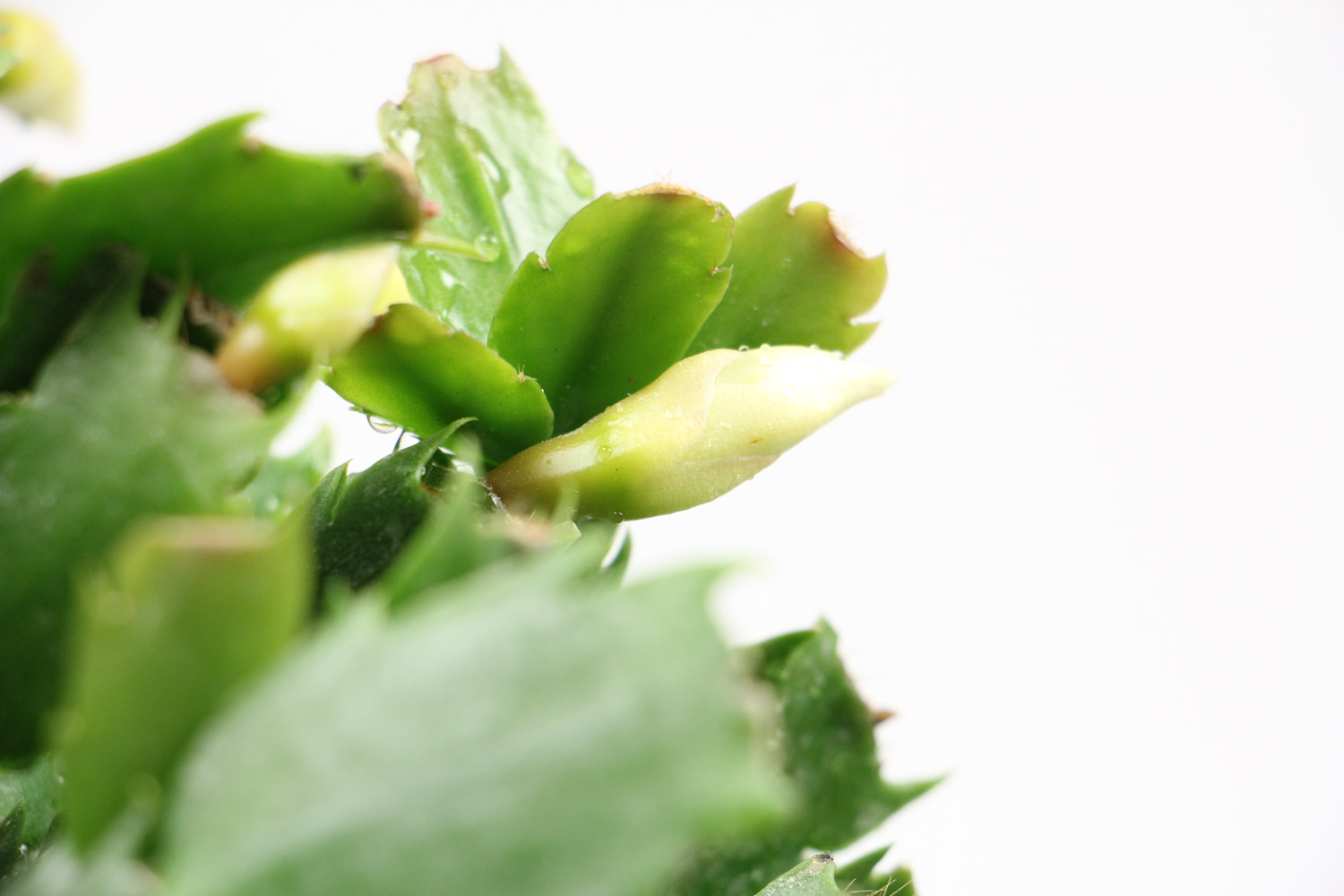 crab cactus