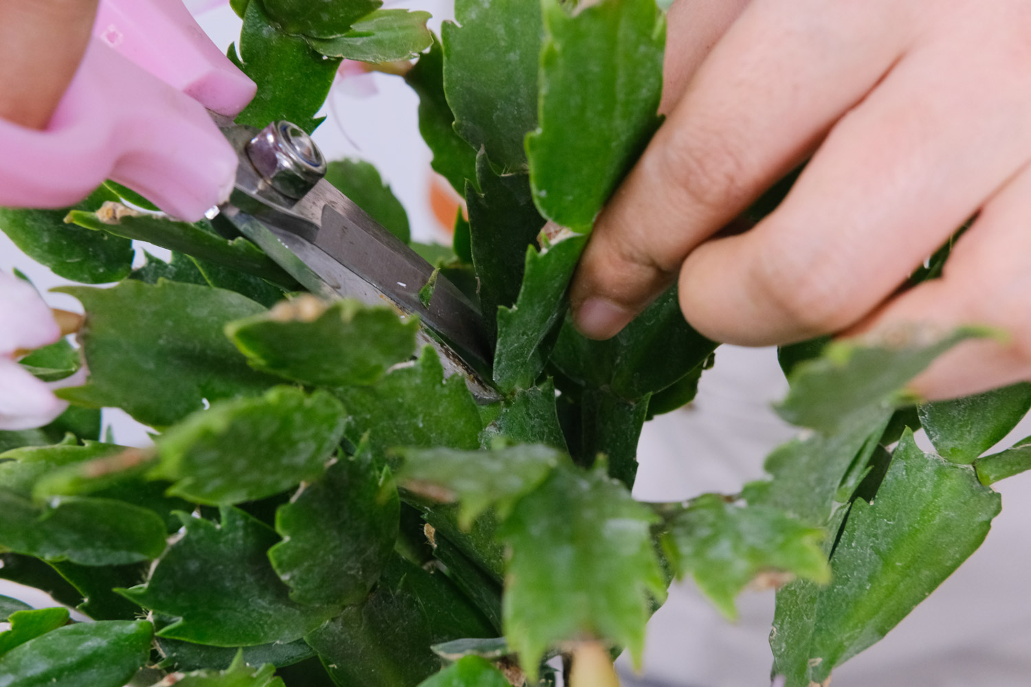 crab cactus