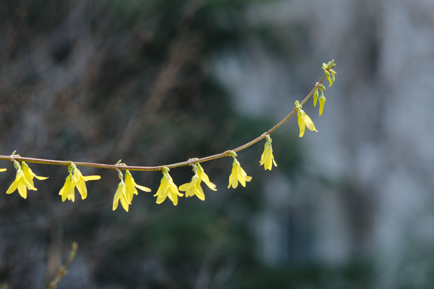 Forsythia suspensa