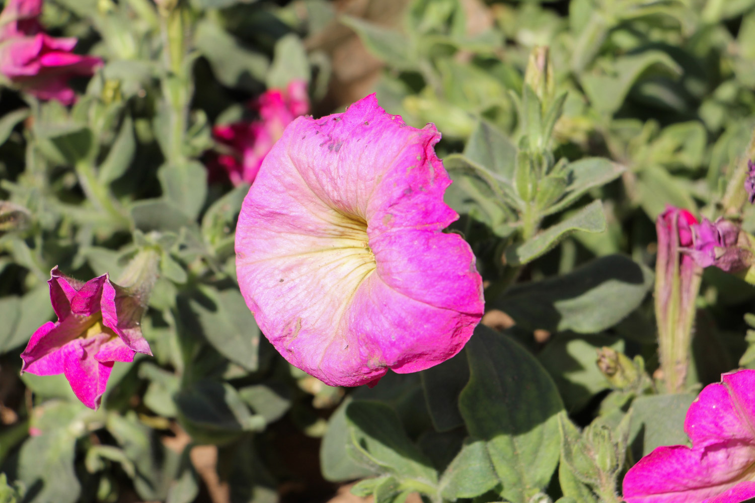 Petunia hybrida