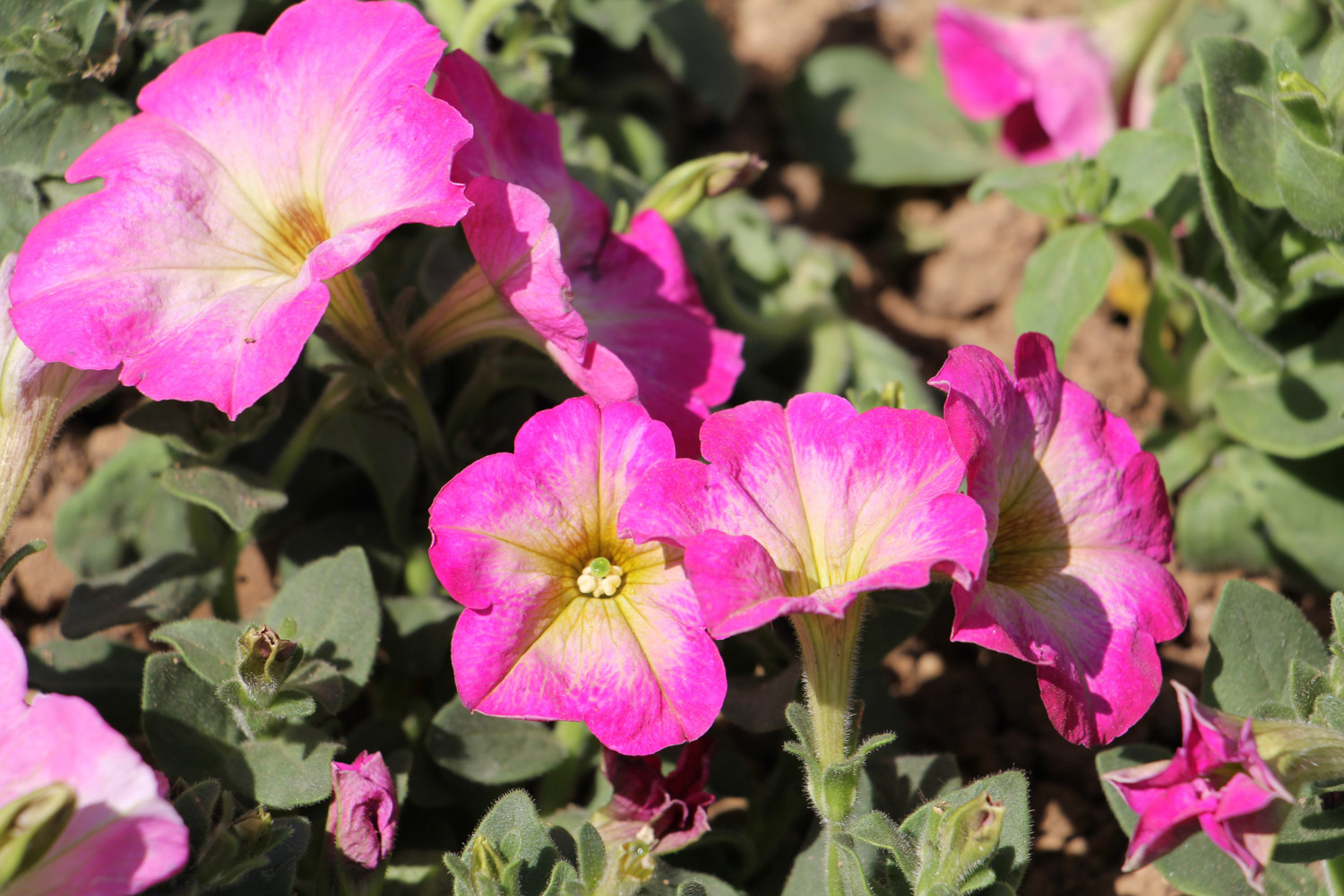 Petunia hybrida