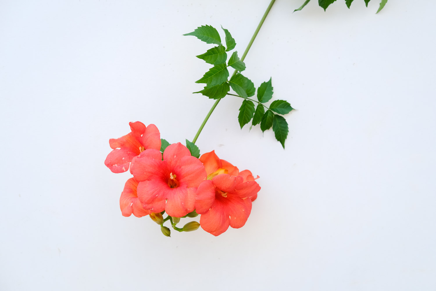 Chinese trumpet creeper
