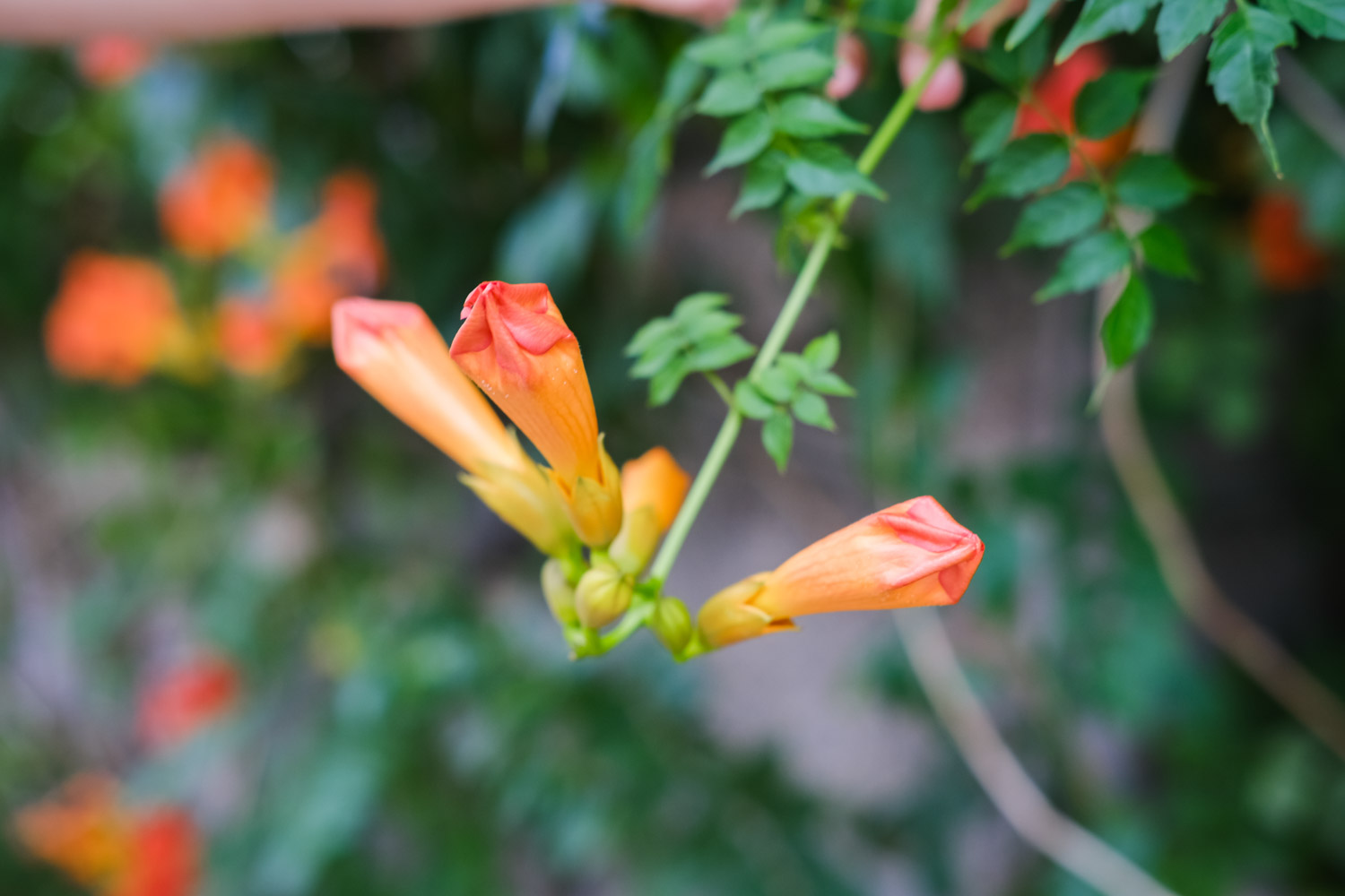 Chinese trumpet creeper