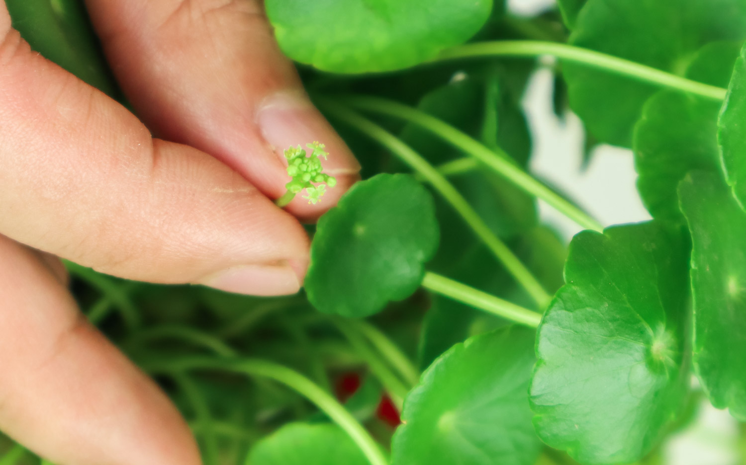 HYDROCOTYLE