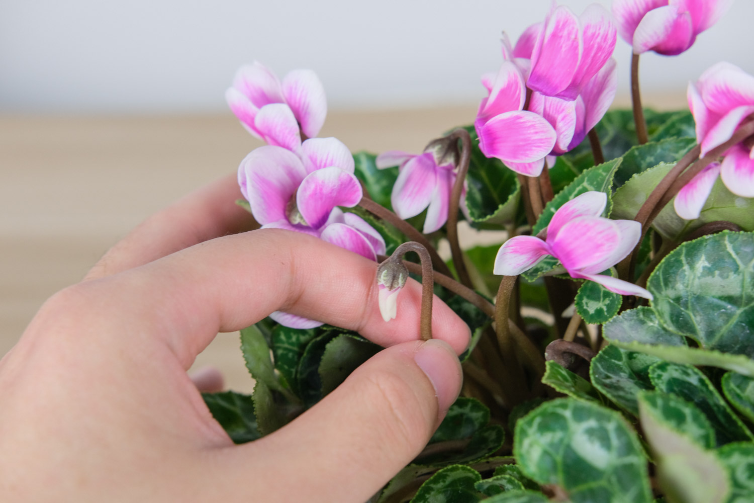 Cyclamen