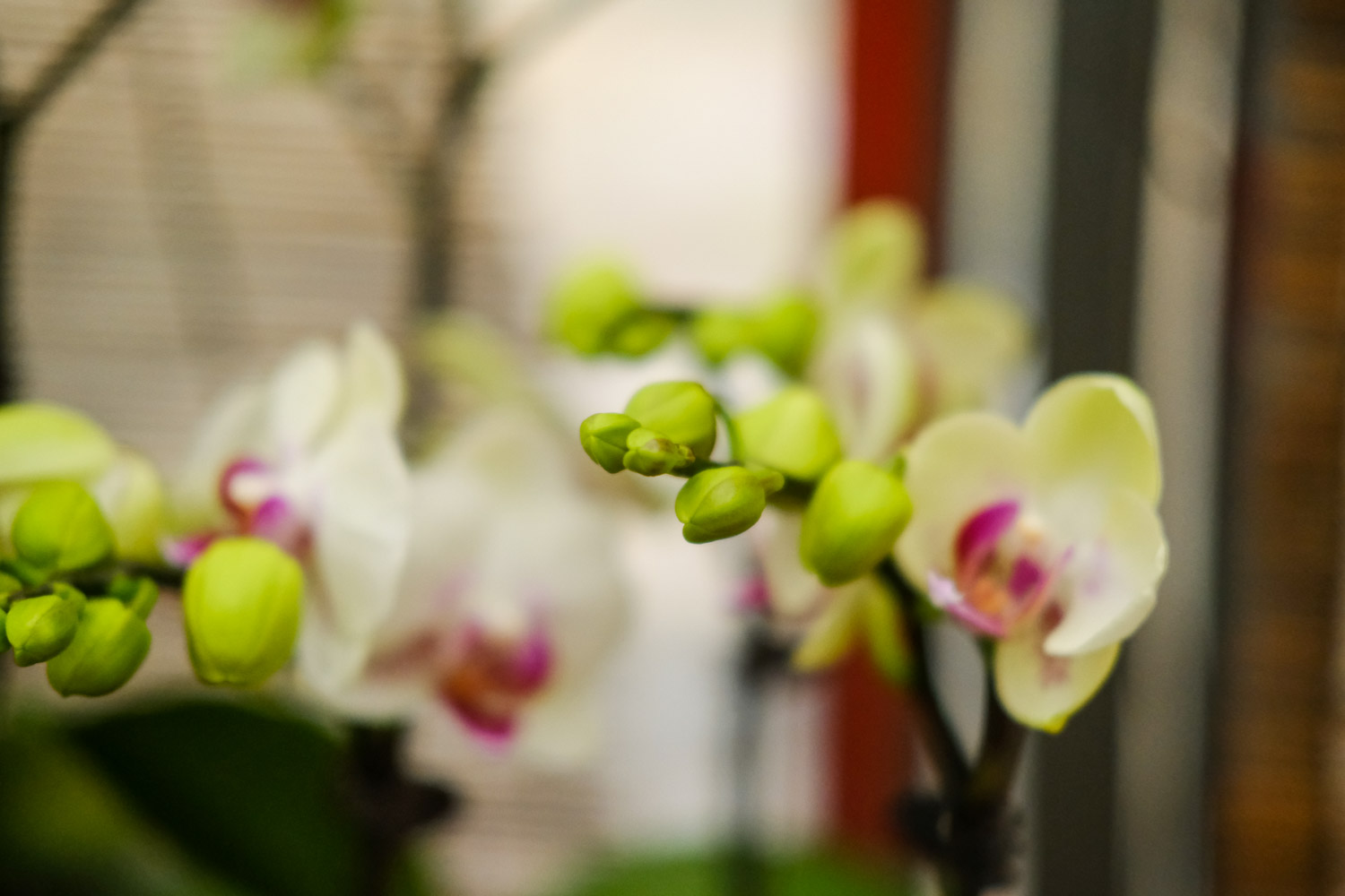 moth orchid