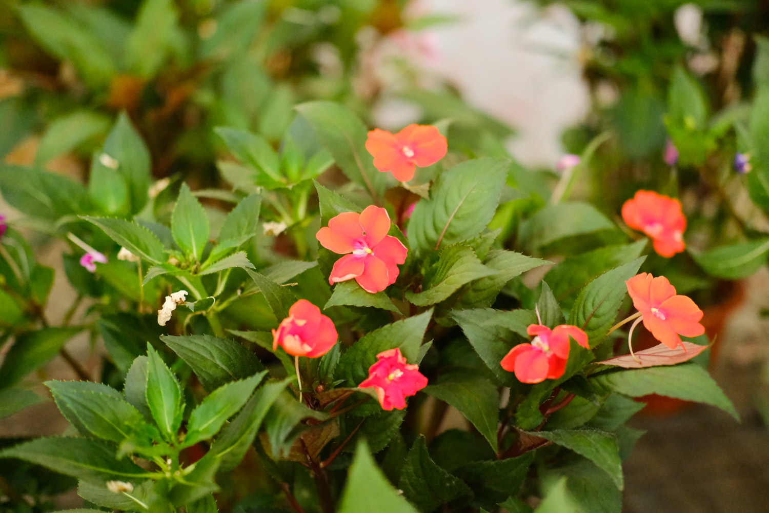 Impatiens