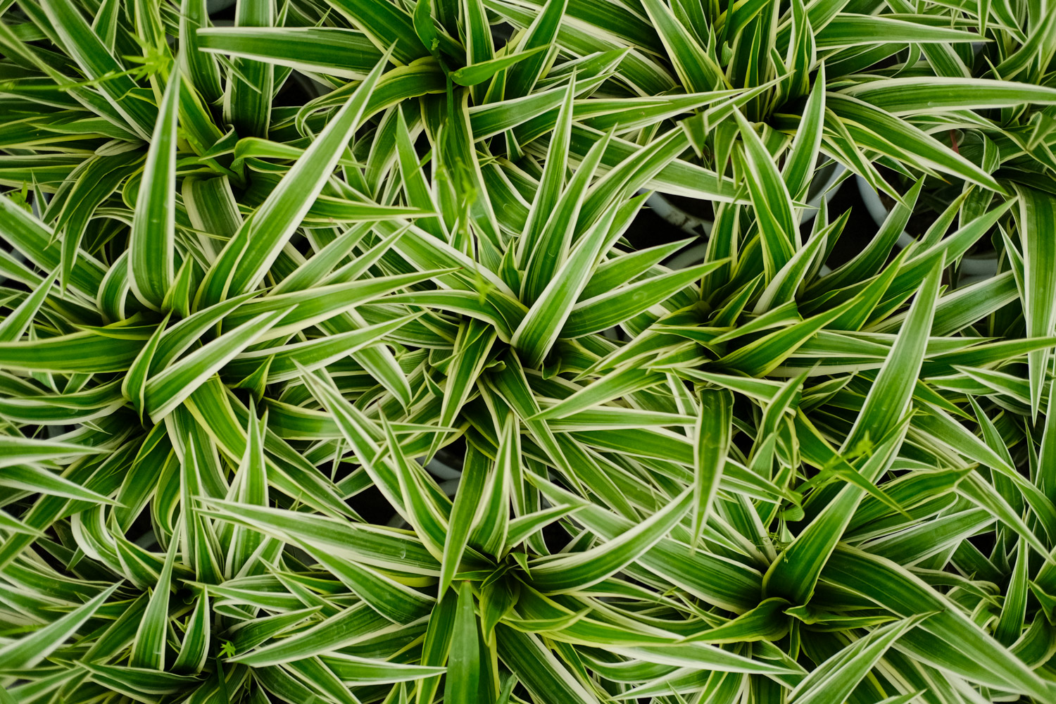 Silver edged Chlorophytum