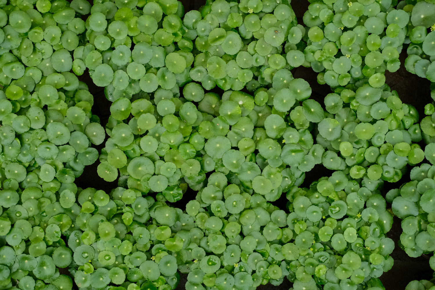 HYDROCOTYLE