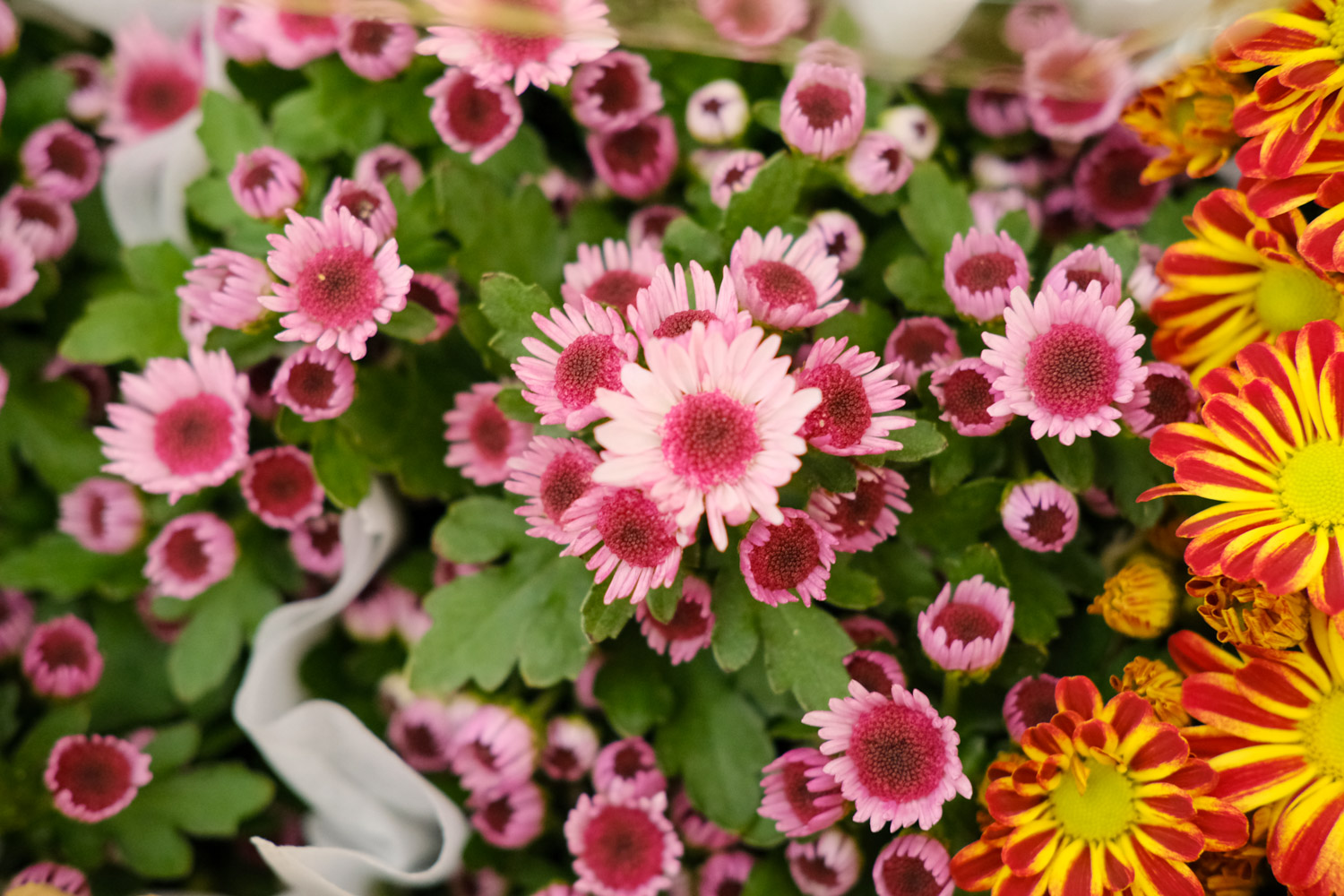 Chrysanthemum