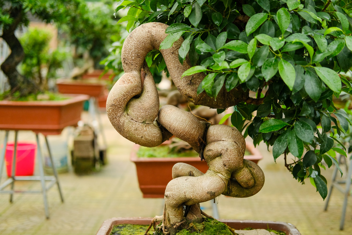 Ficus microcarpa