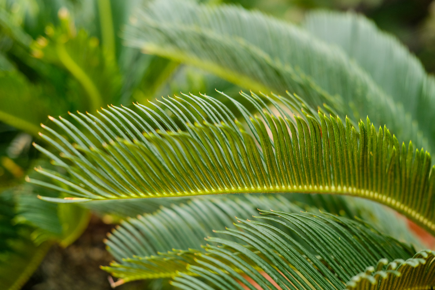 Cycas