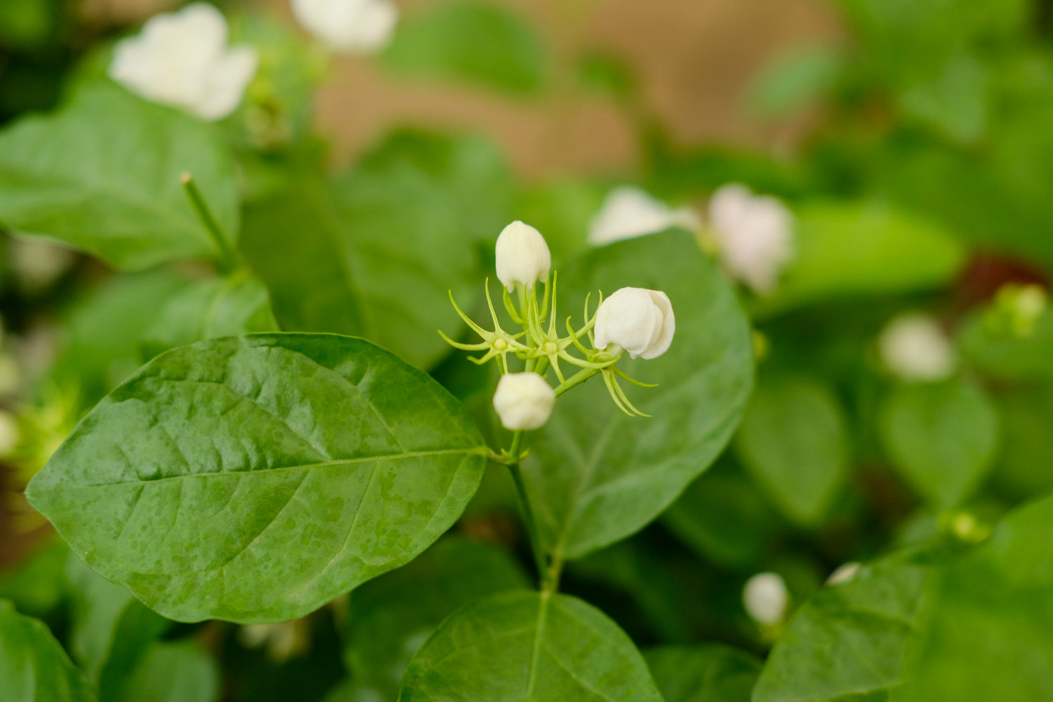 Jasmine Flower
