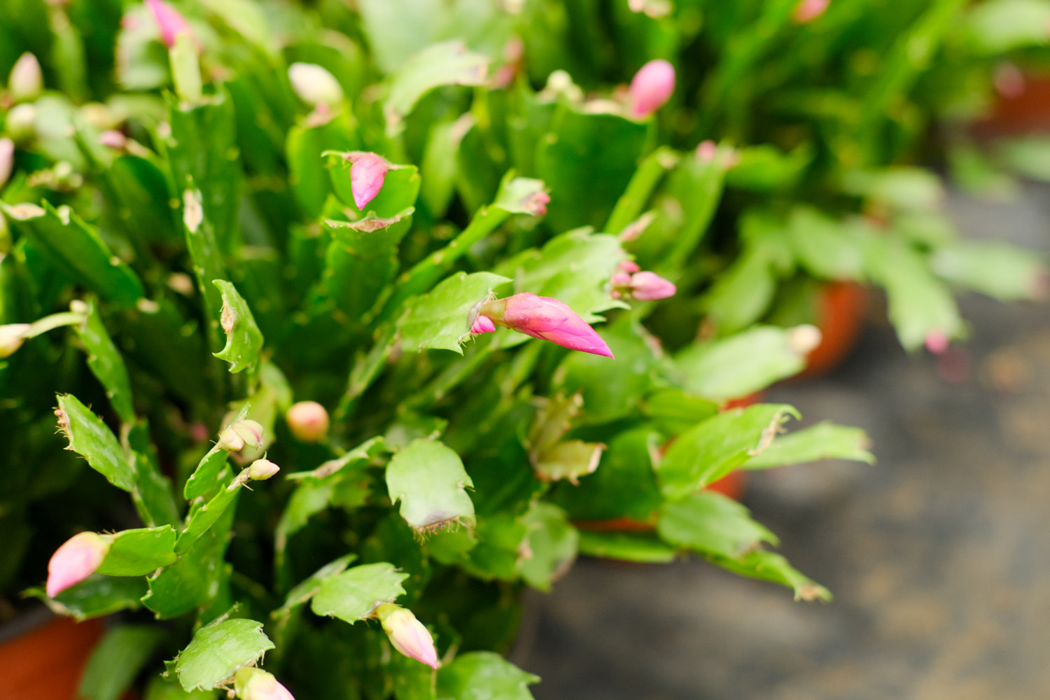 crab cactus