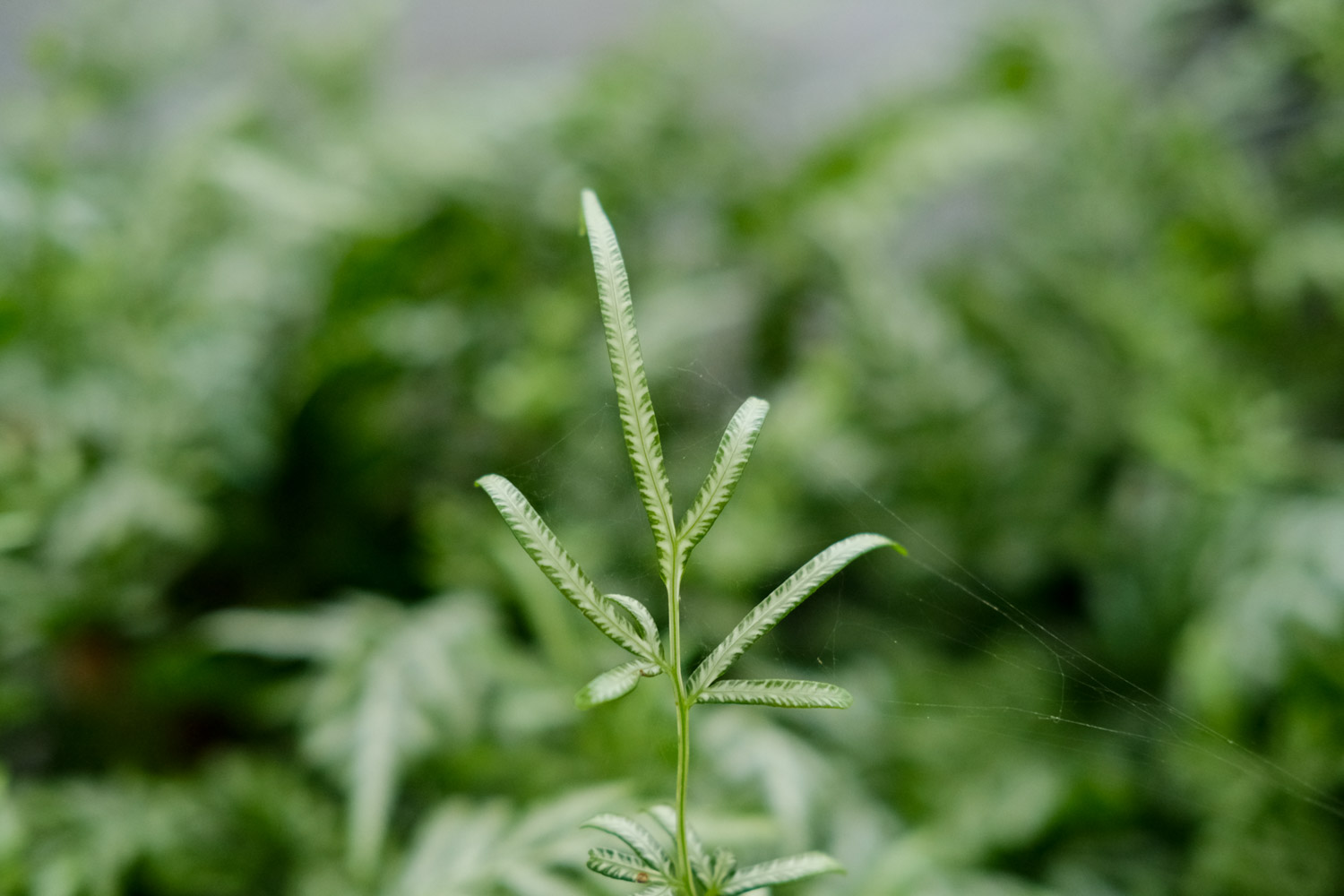 Pteris