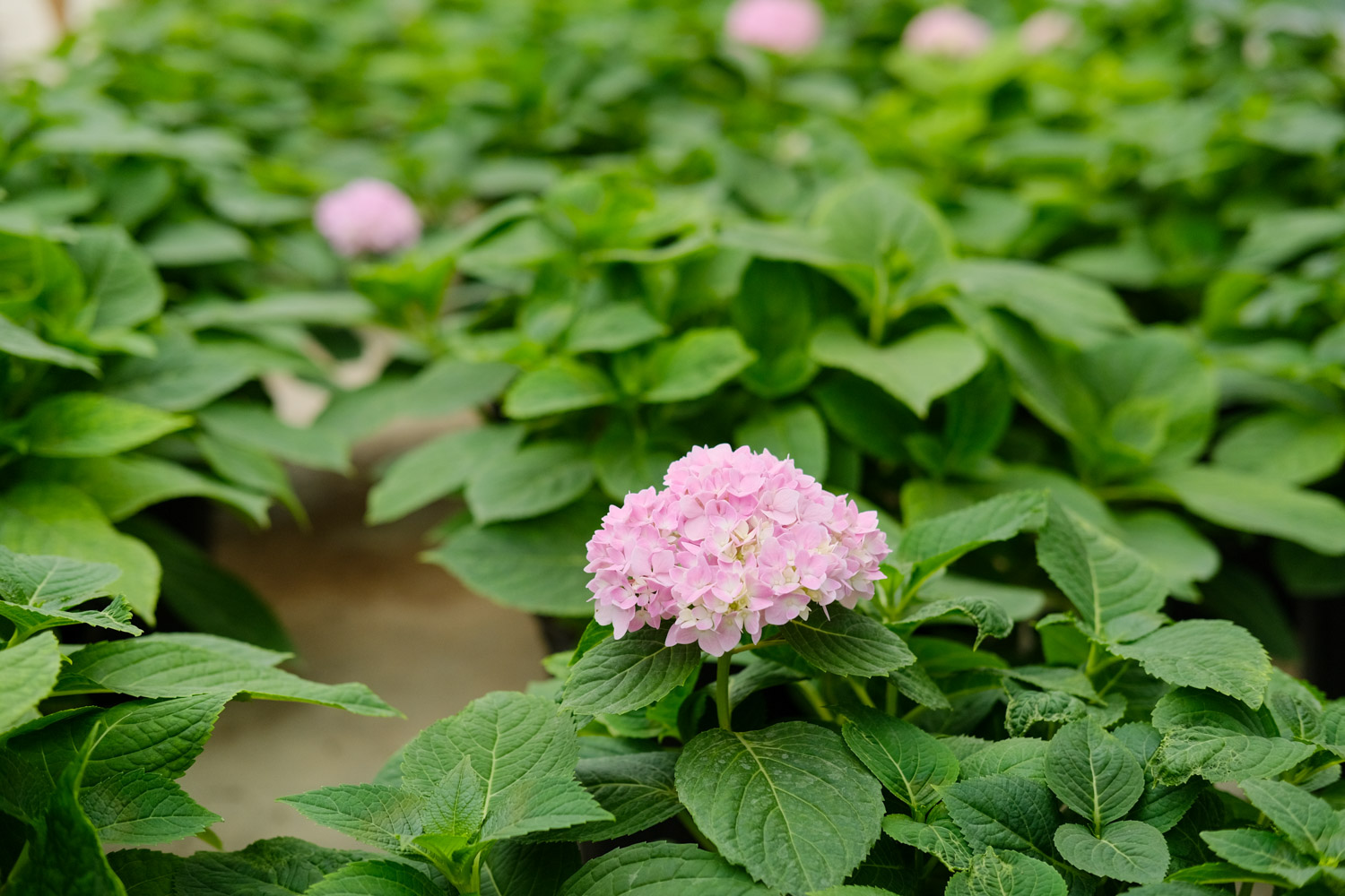 Hydrangea