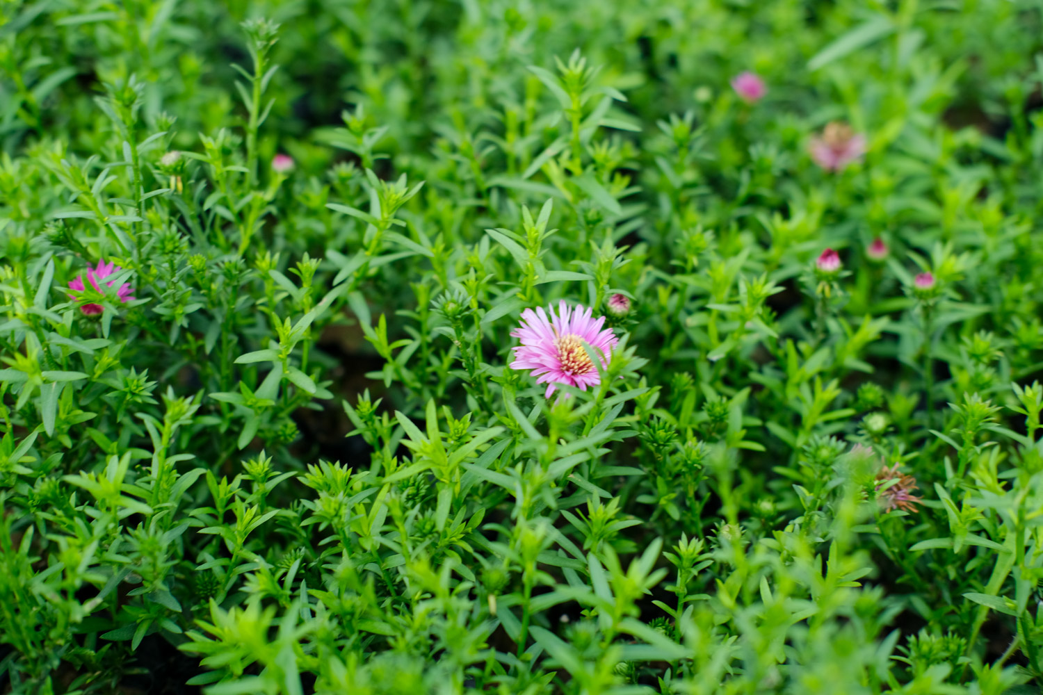 Chrysanthemum