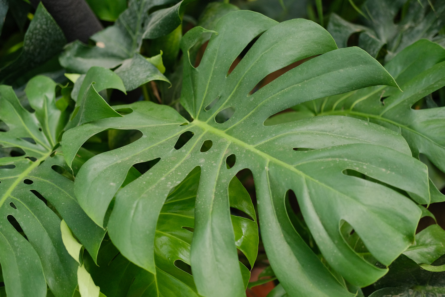 Phyllostachys pubescens