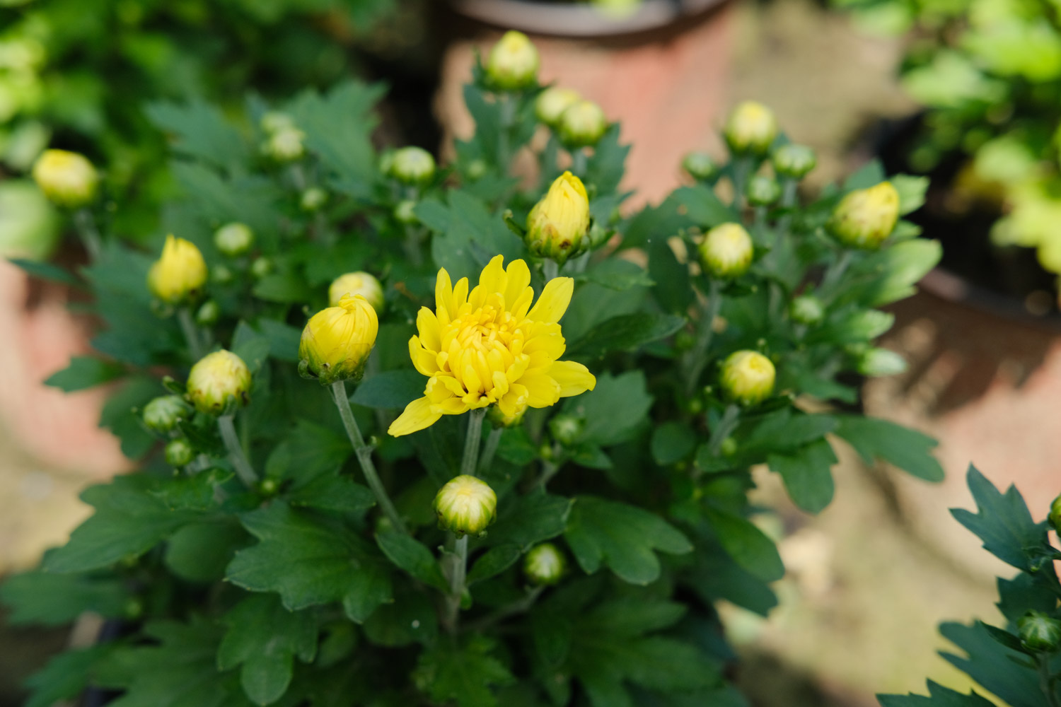 Chrysanthemum