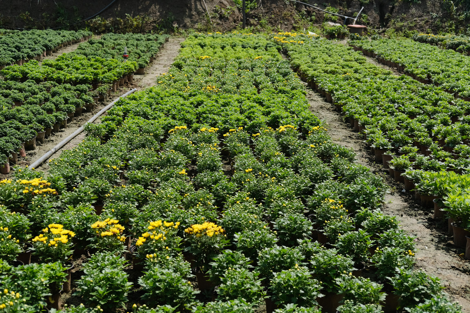 Chrysanthemum