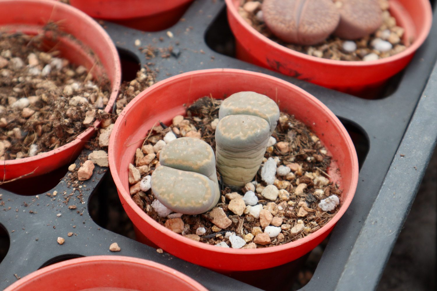 Lithops