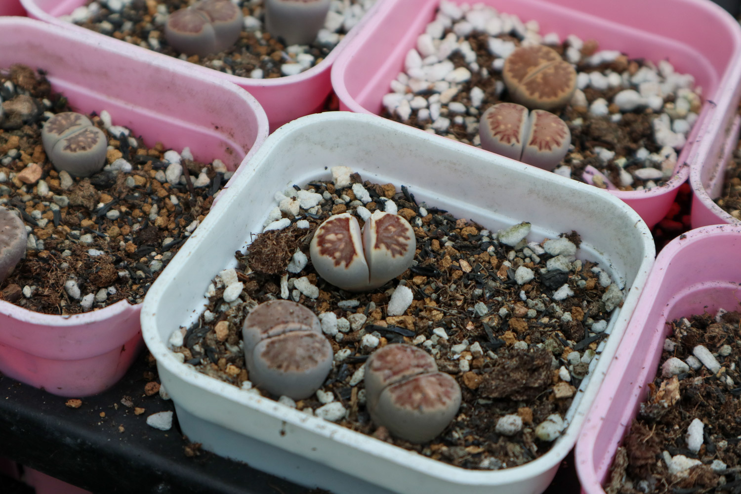 Lithops