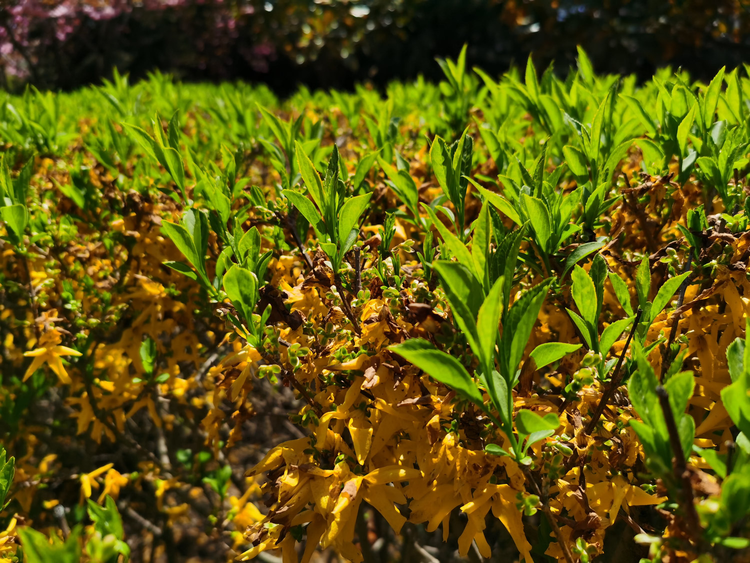 Forsythia suspensa