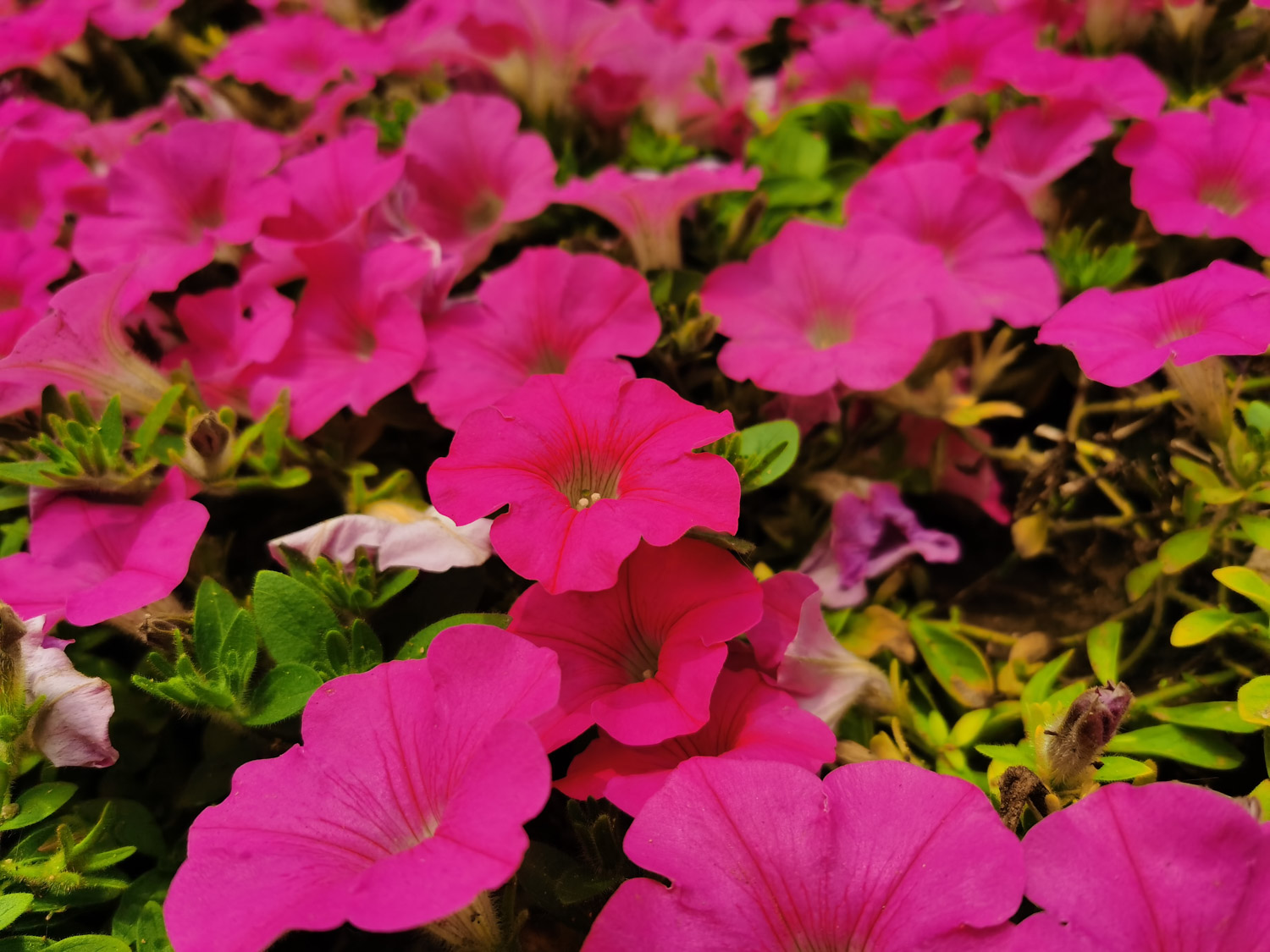 Petunia hybrida