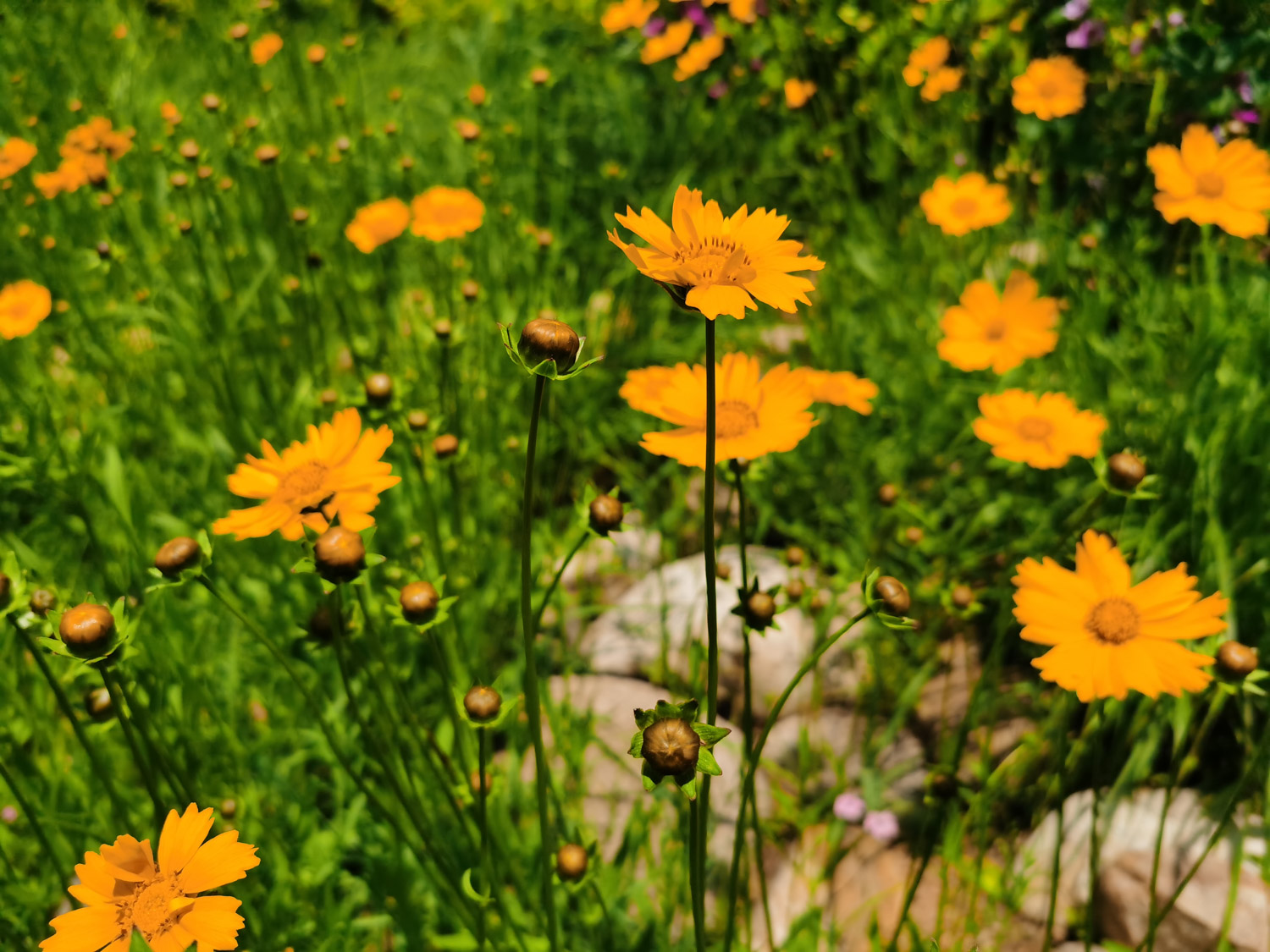 Chrysanthemum