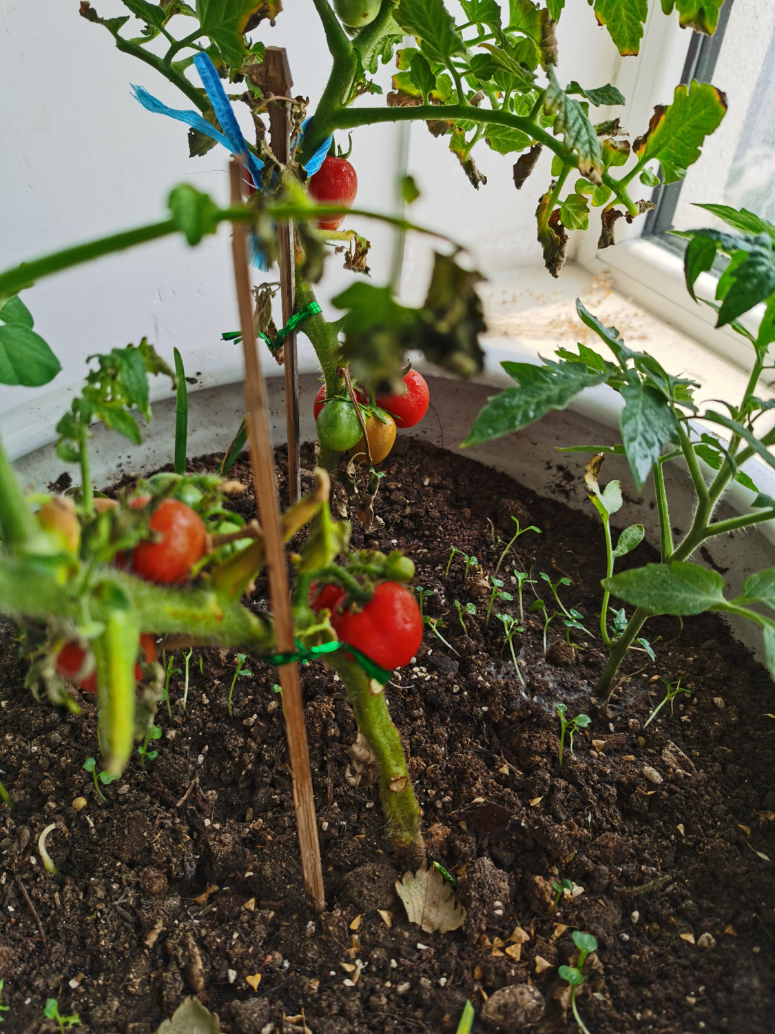 tomato