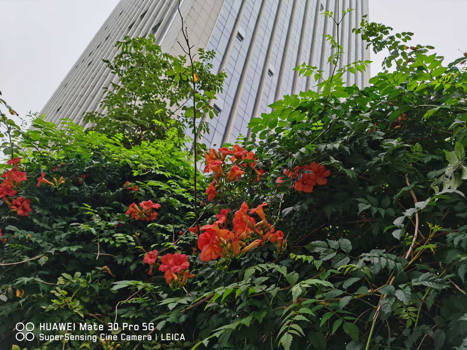 Chinese trumpet creeper