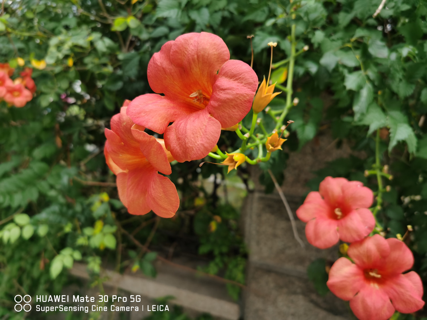 Chinese trumpet creeper