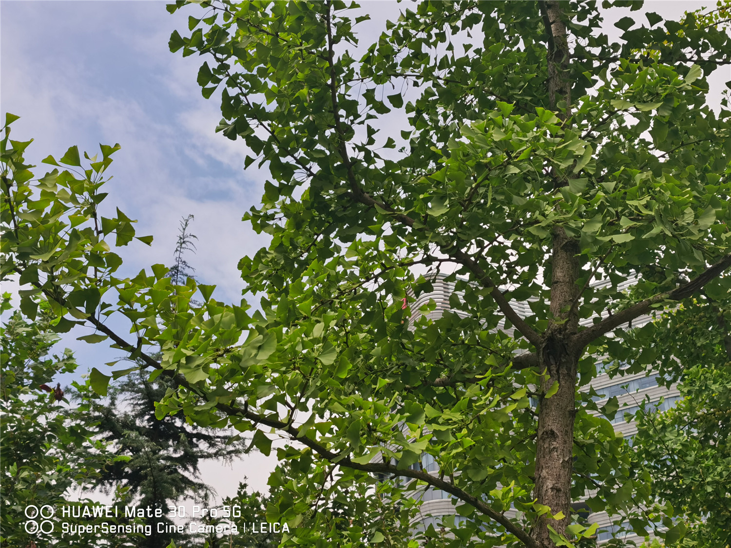 ginkgo