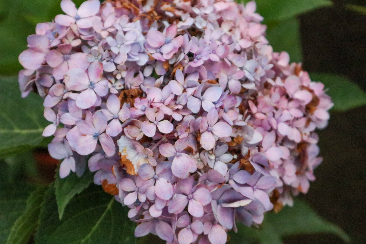 Hydrangea