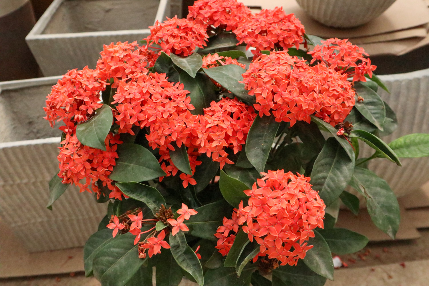 Ixora