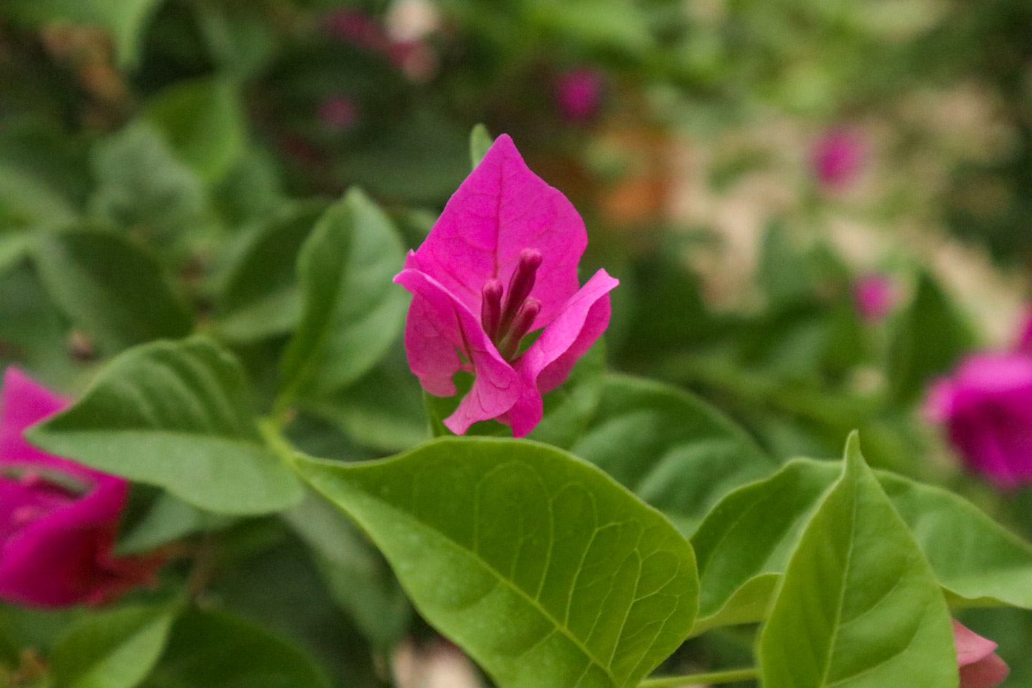triangle plum
