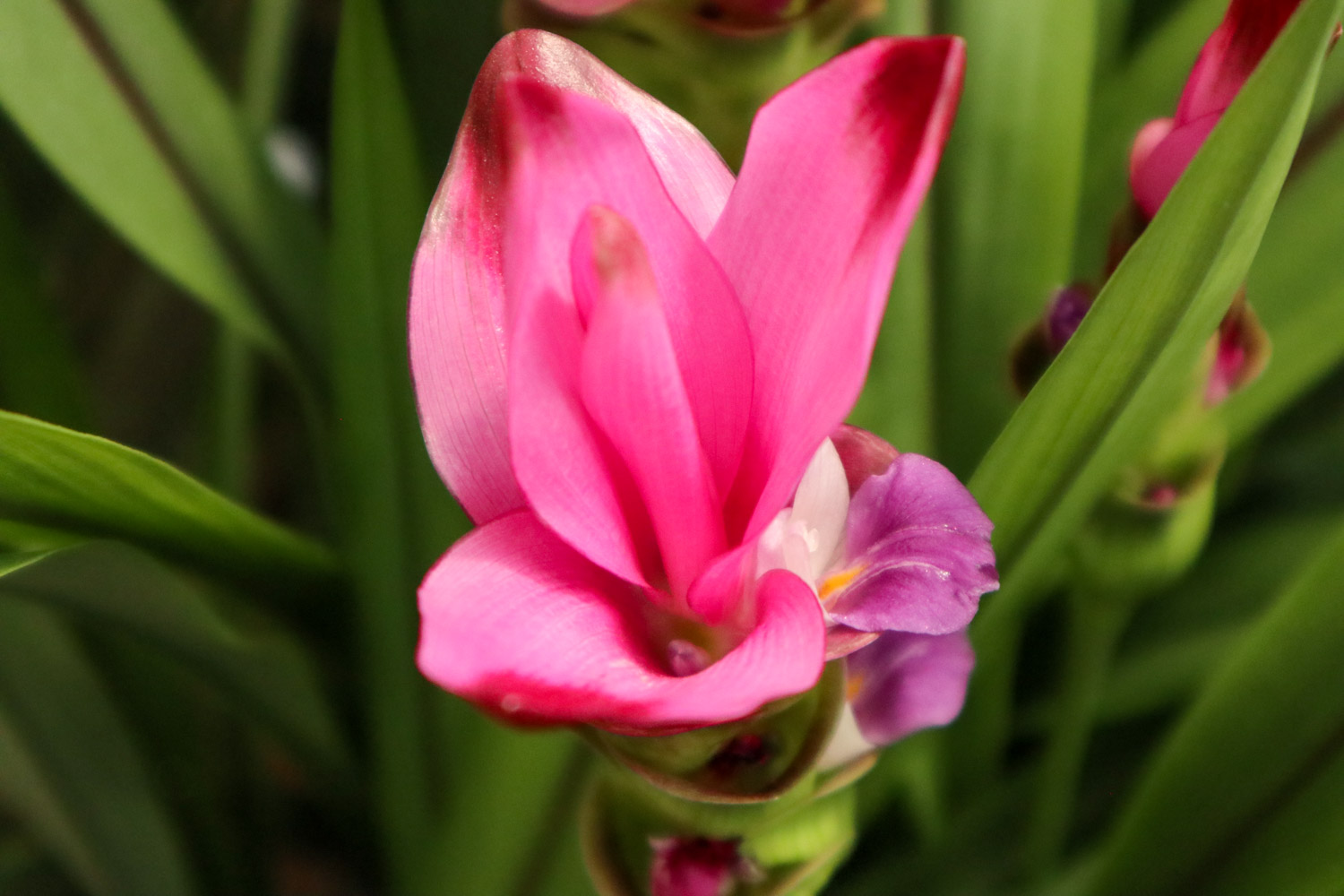 Ginger lotus