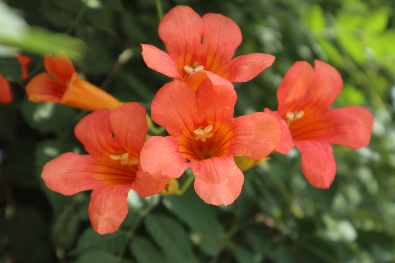 Chinese trumpet creeper