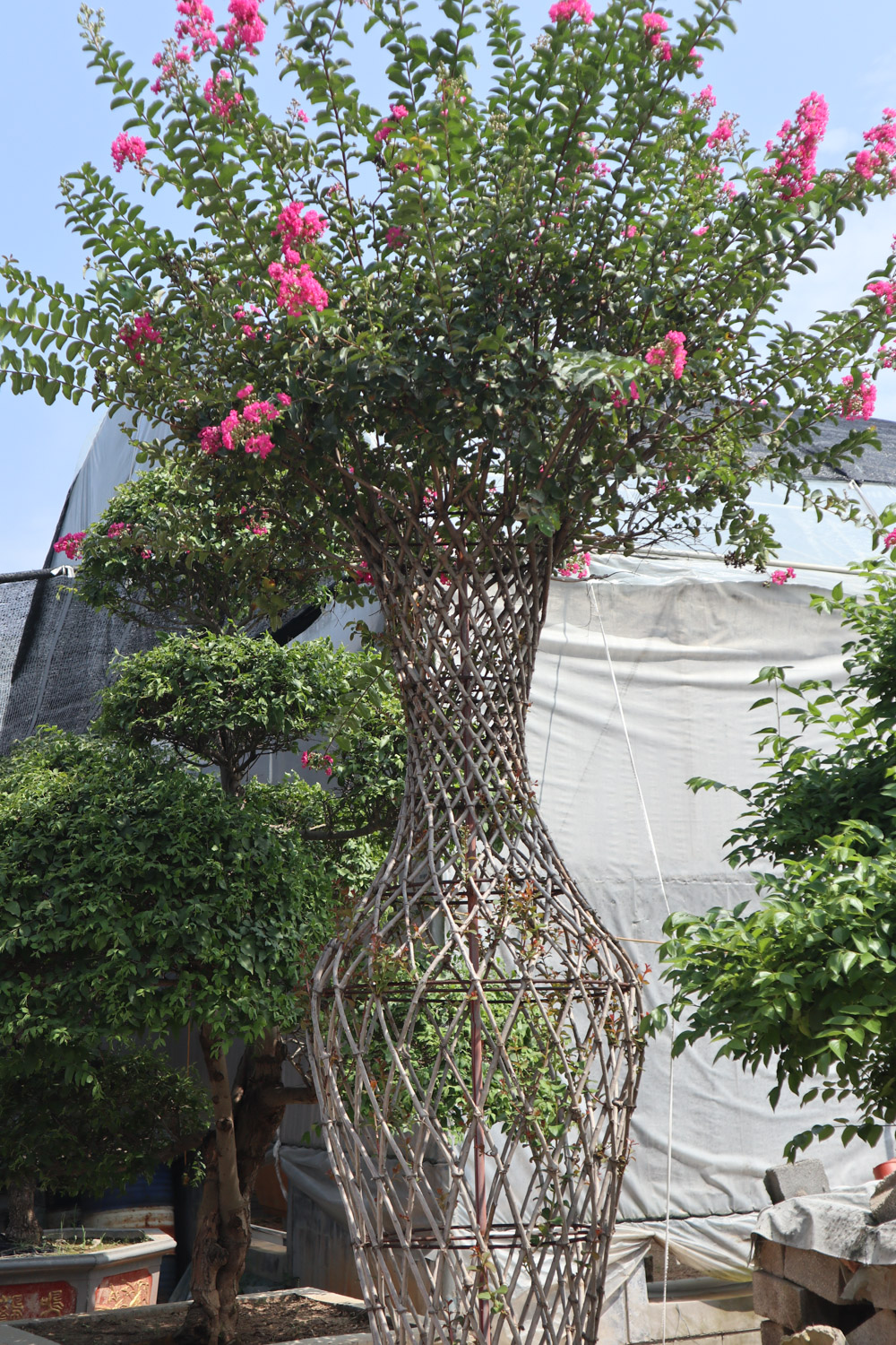 Crape myrtle