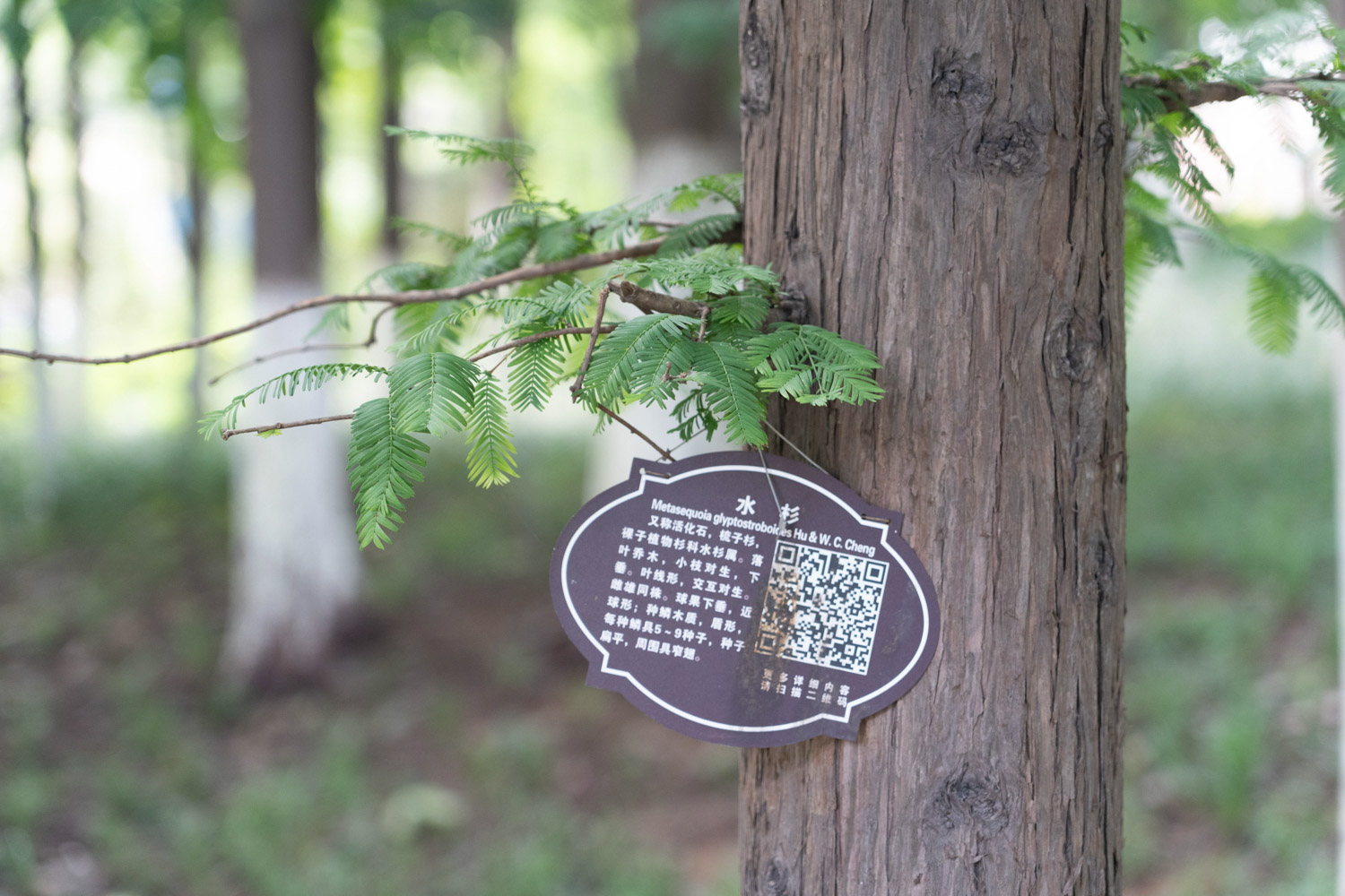 metasequoia