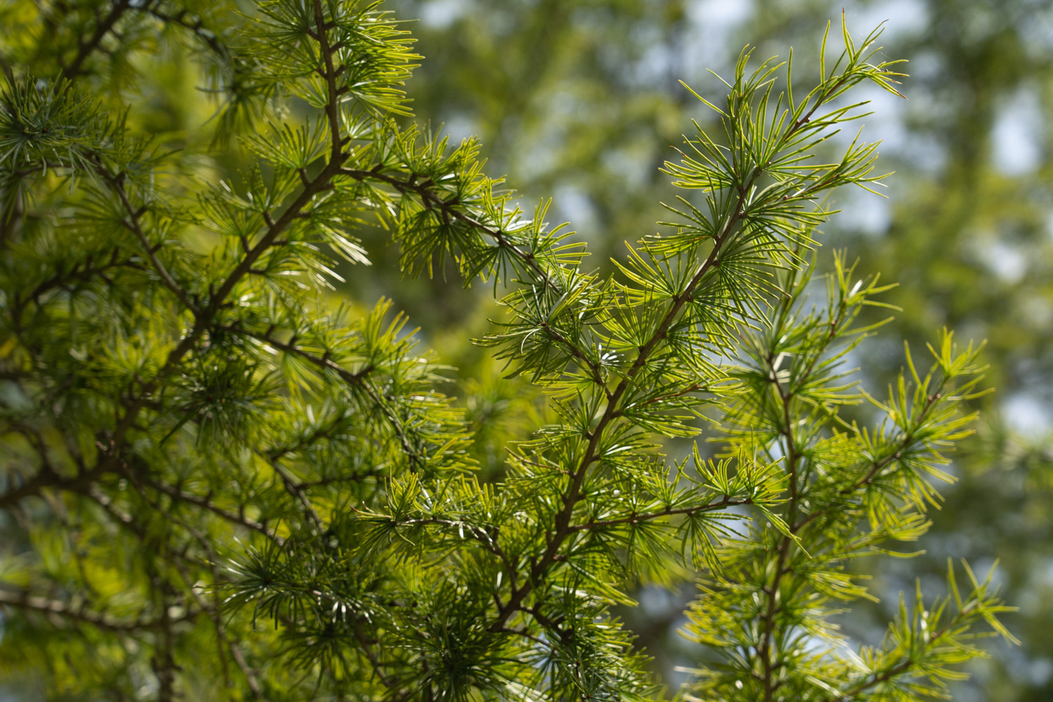 metasequoia