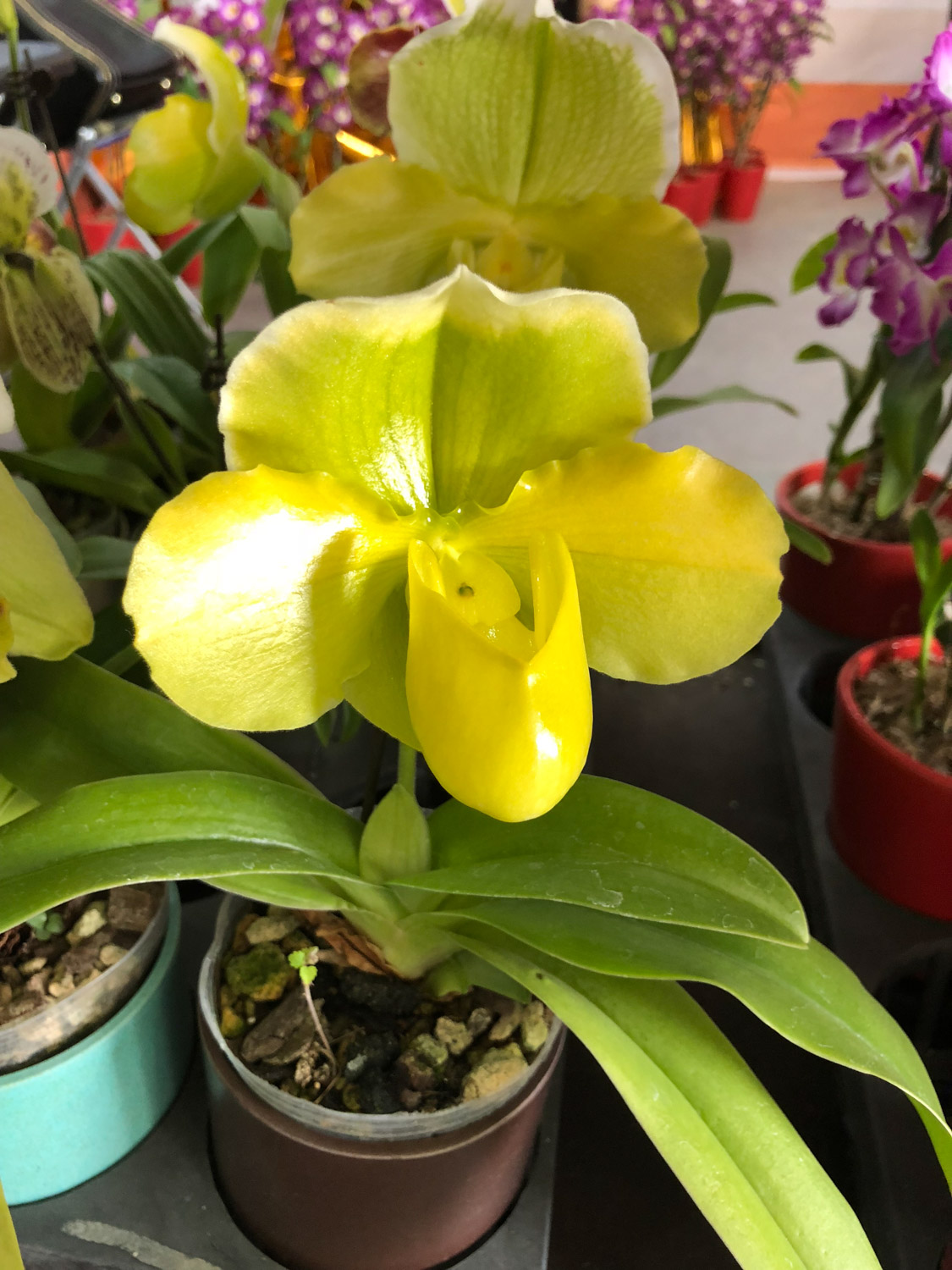 Paphiopedilum