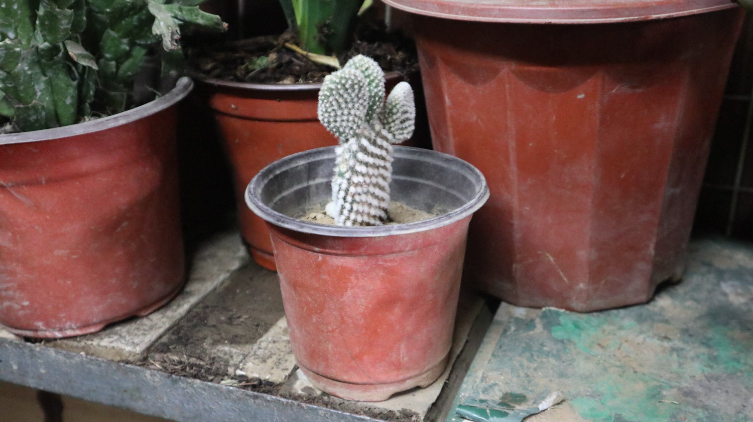 cactus