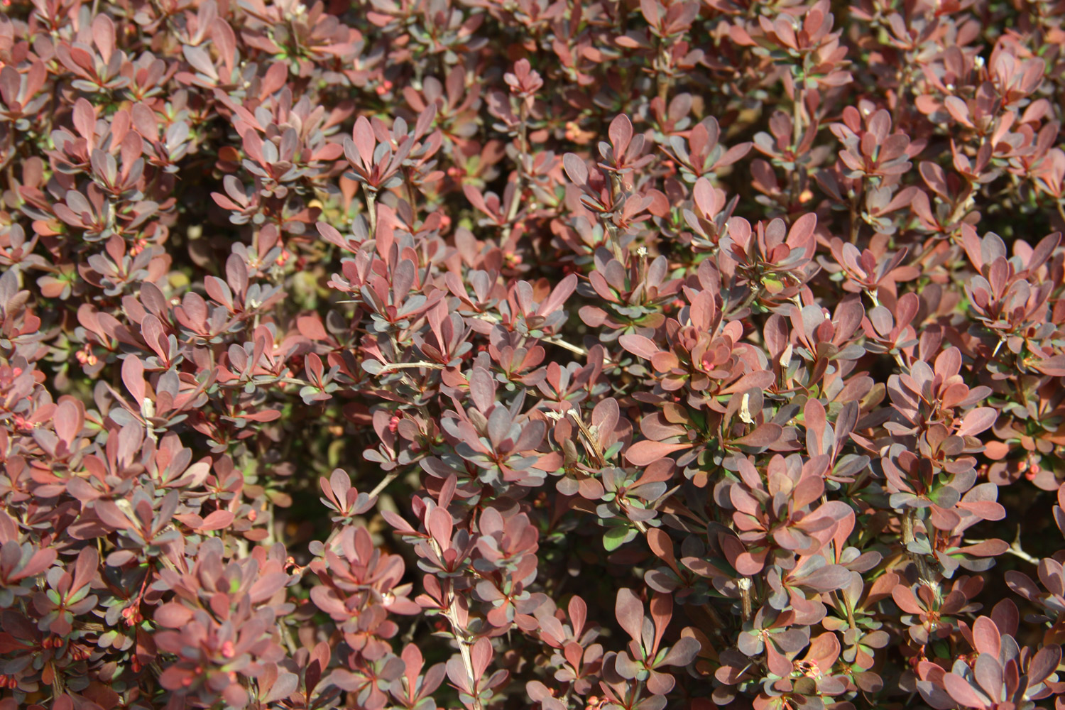 berberis thunbergii 