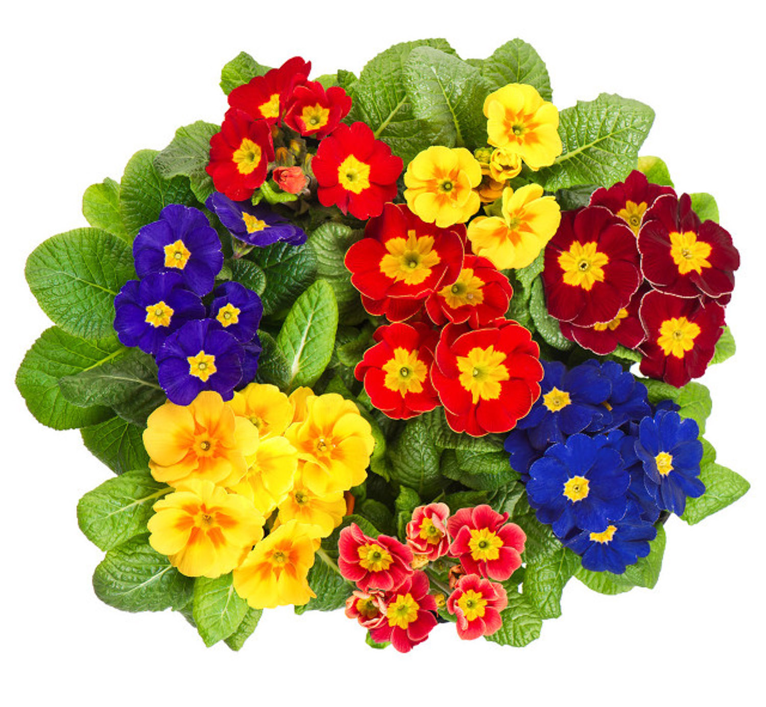 Primula